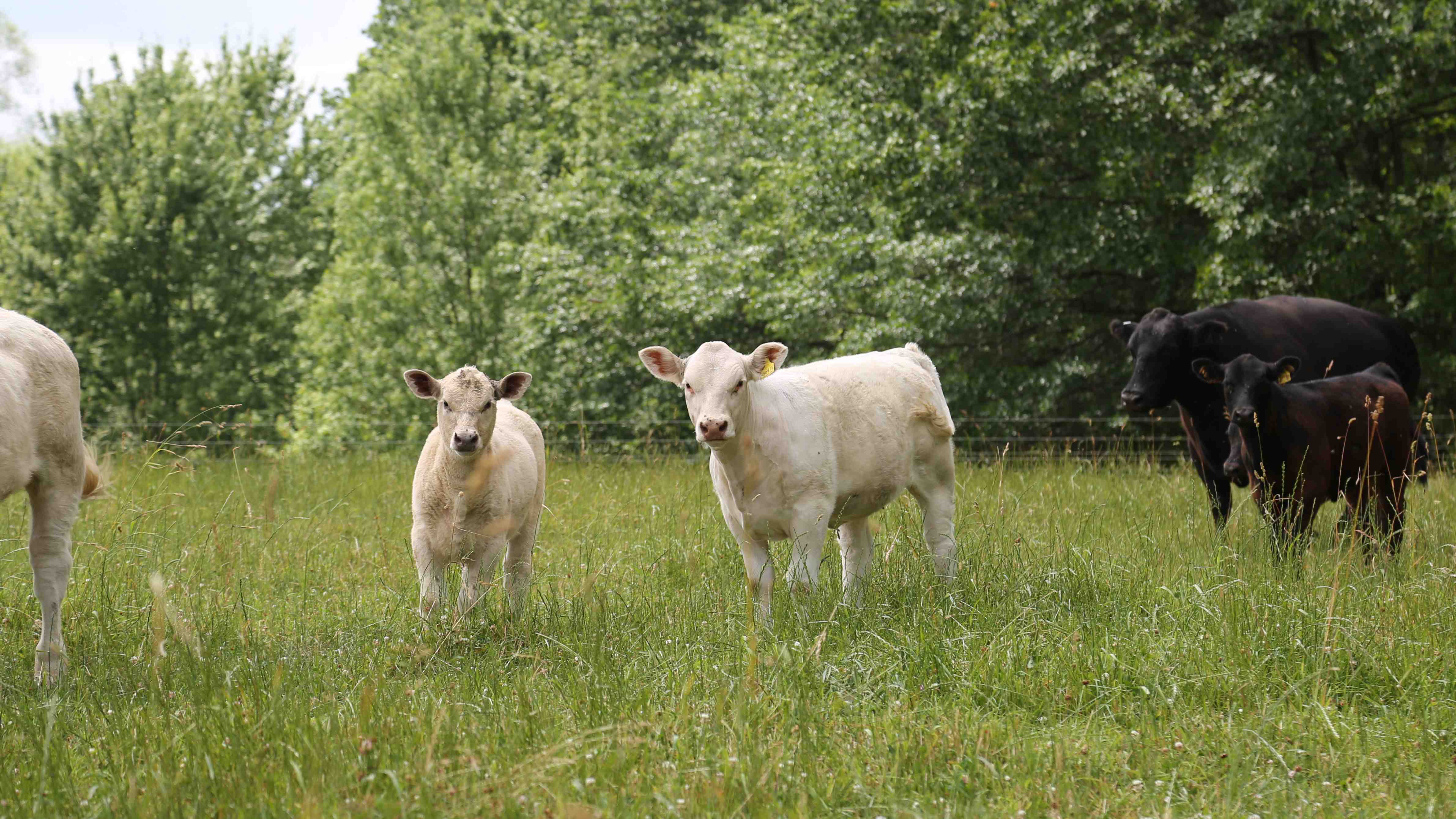 Charolais Pair