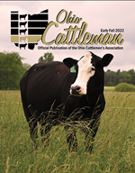 Cow standing in field