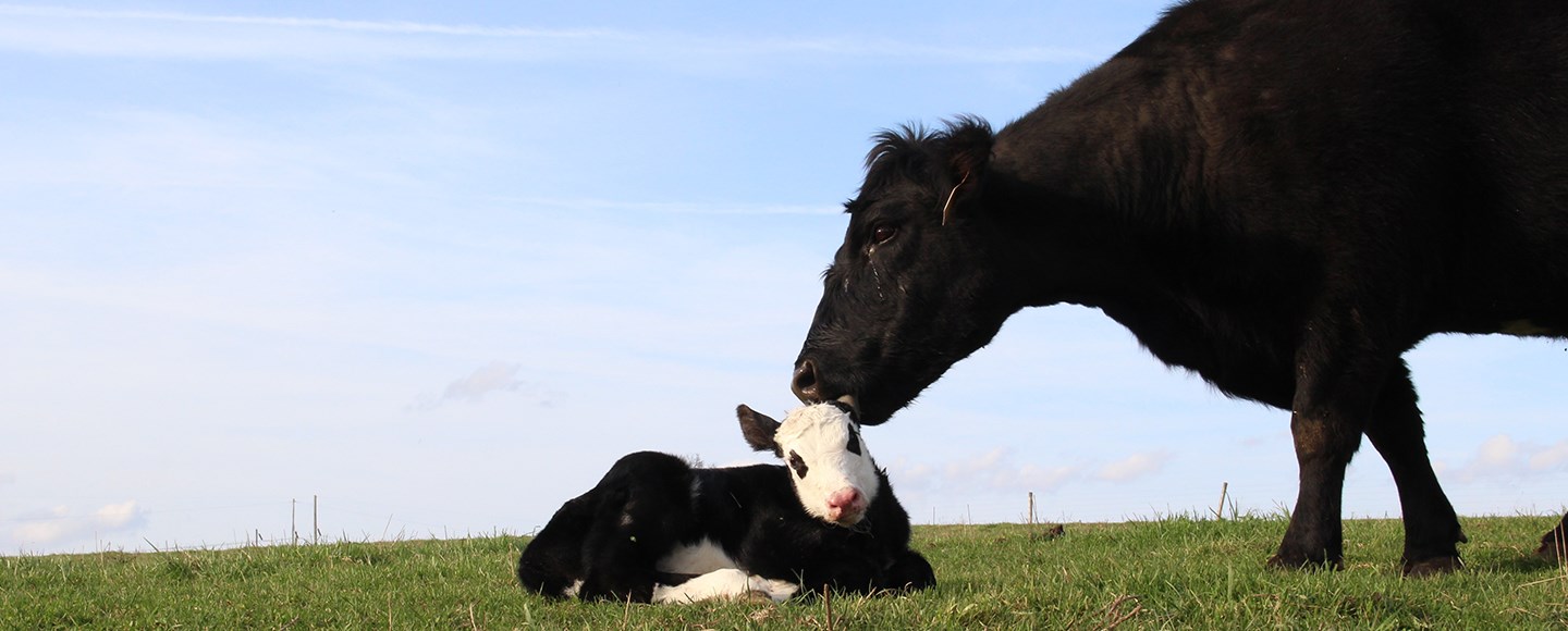 2024 Cow/Calf College