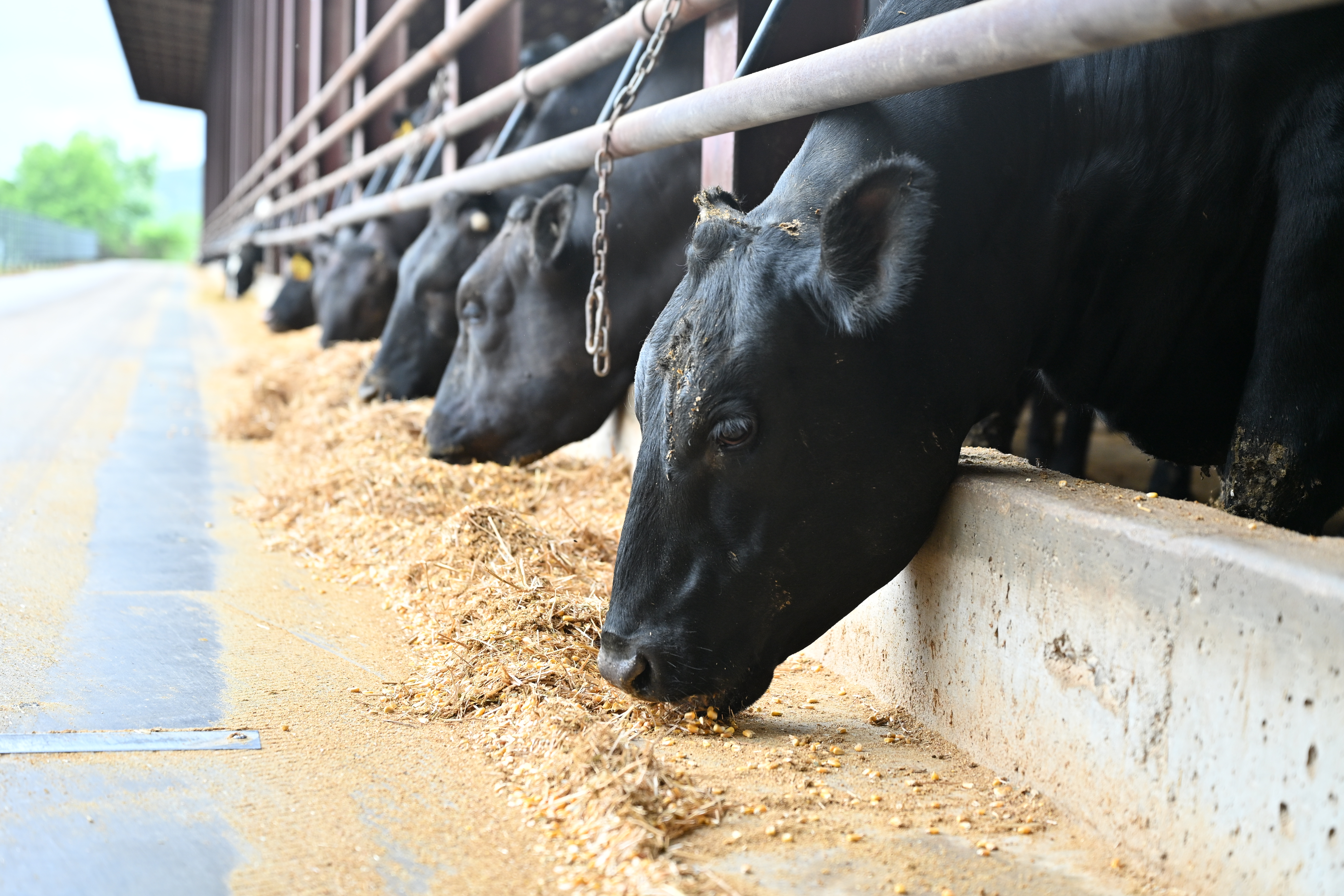 Registration Now Open for OBYC Fed Cattle Carcass Contest