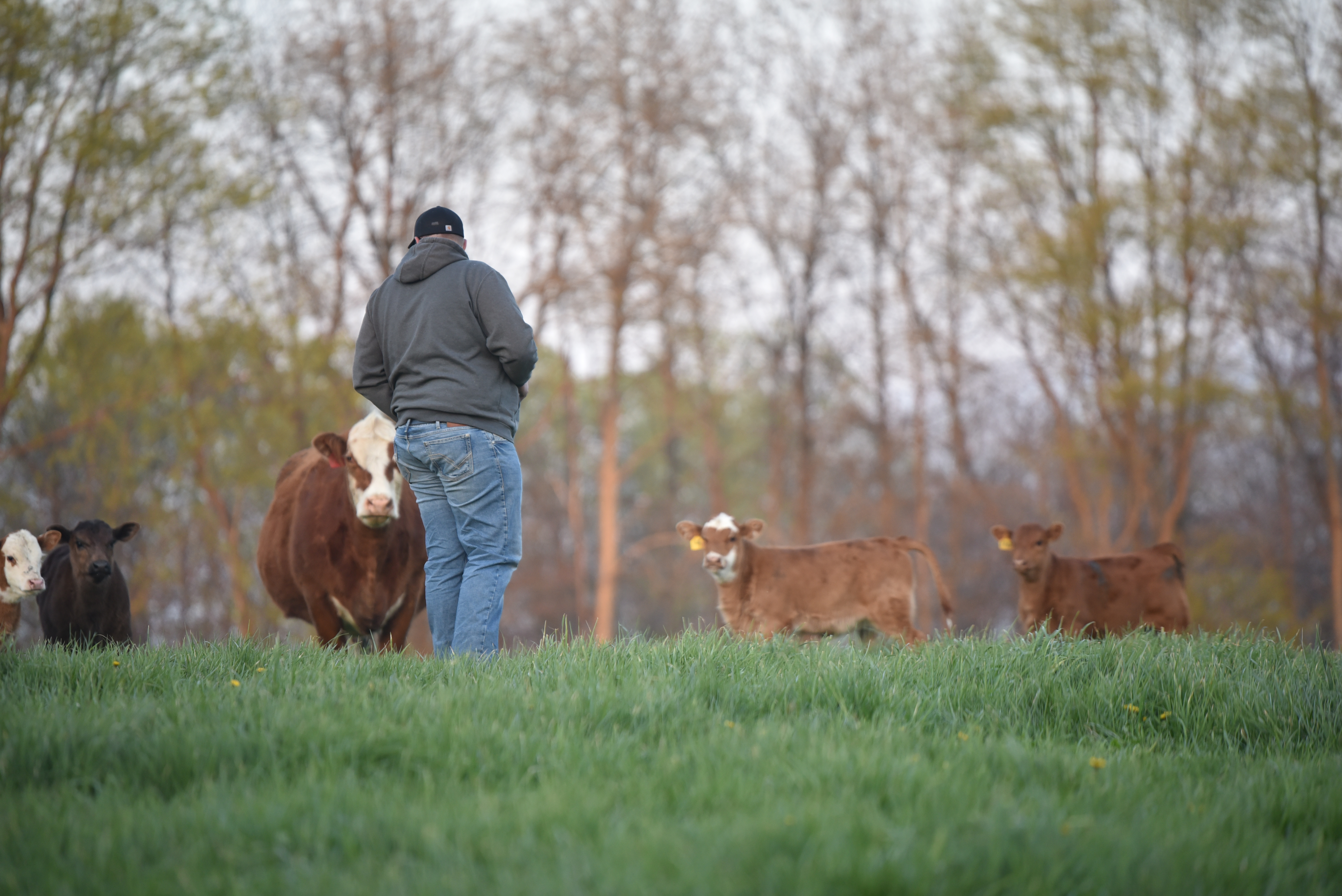 Become immersed in Ohio’s beef industry through the Beef Industry Fellowship Grant