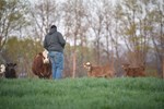 Man with cattle