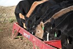 Feed Calves