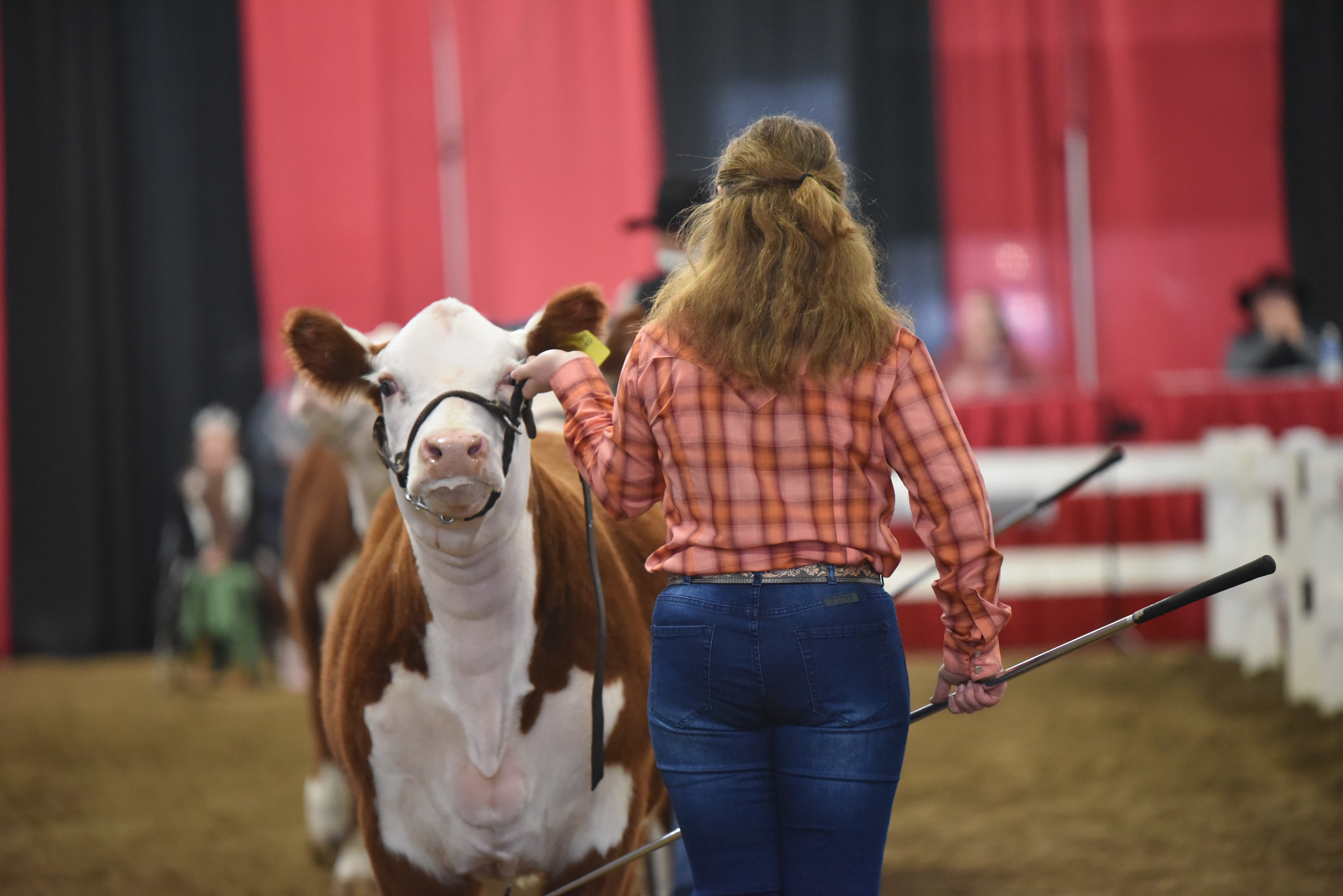 Breed Shows held at 2024 Ohio Beef Expo