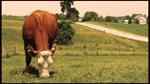 hereford in field