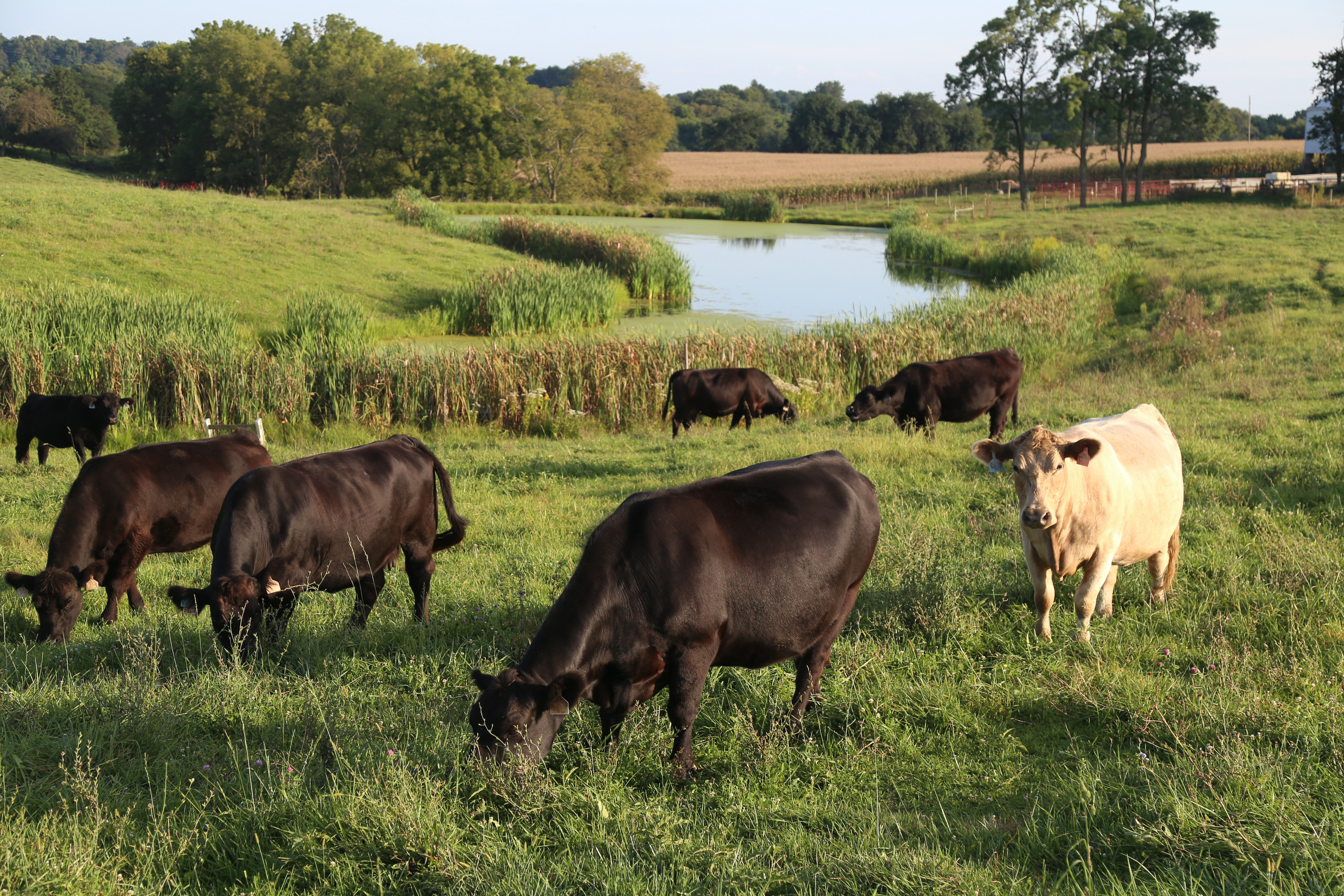 Registration Open for 2026 Ohio Cattlemen's Association Field Day
