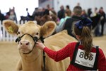 Girl Showing Cattle