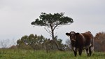 shorthorns_1.jpg
