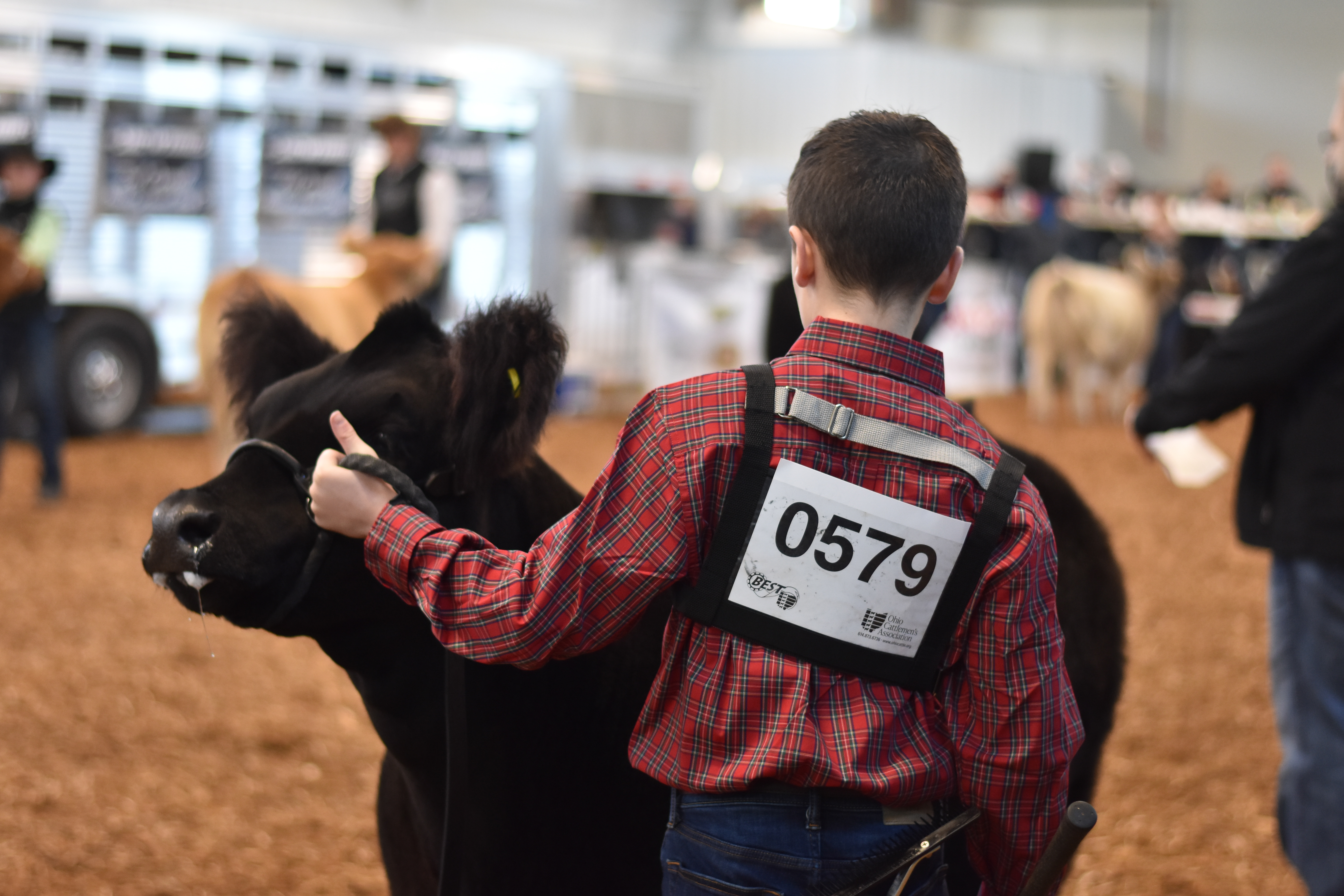 New rule for the Ohio Cattlemen’s Association’s BEST program, BVD testing required