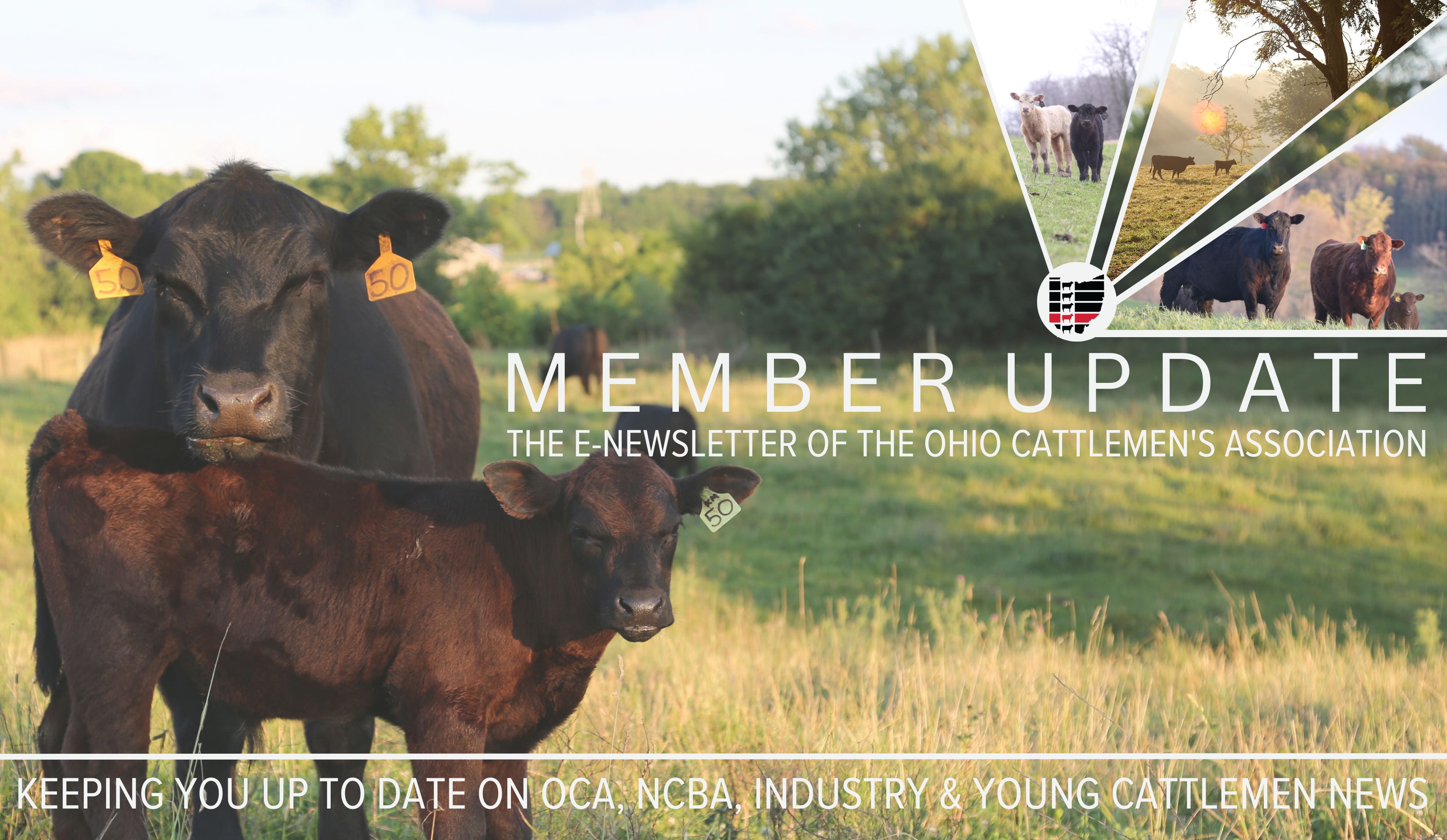Member Update Header Imafe