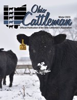 Cow in Snow
