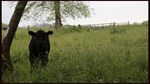 calf in field